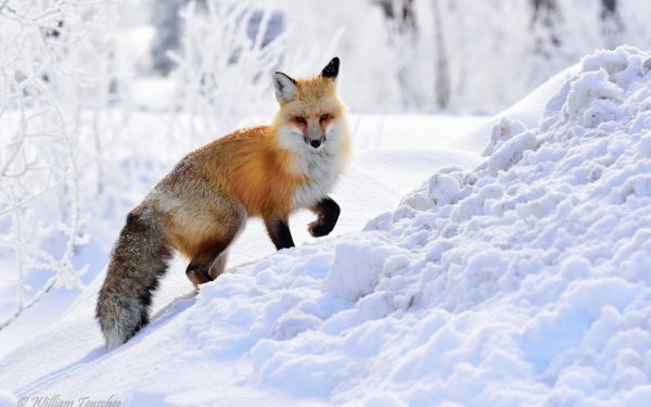 Animal Fox Red Fox Snow Winter HD Wallpaper | Background Image