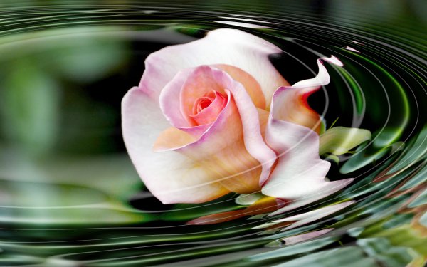 Photography Manipulation Rose Flower Nature HD Wallpaper | Background Image