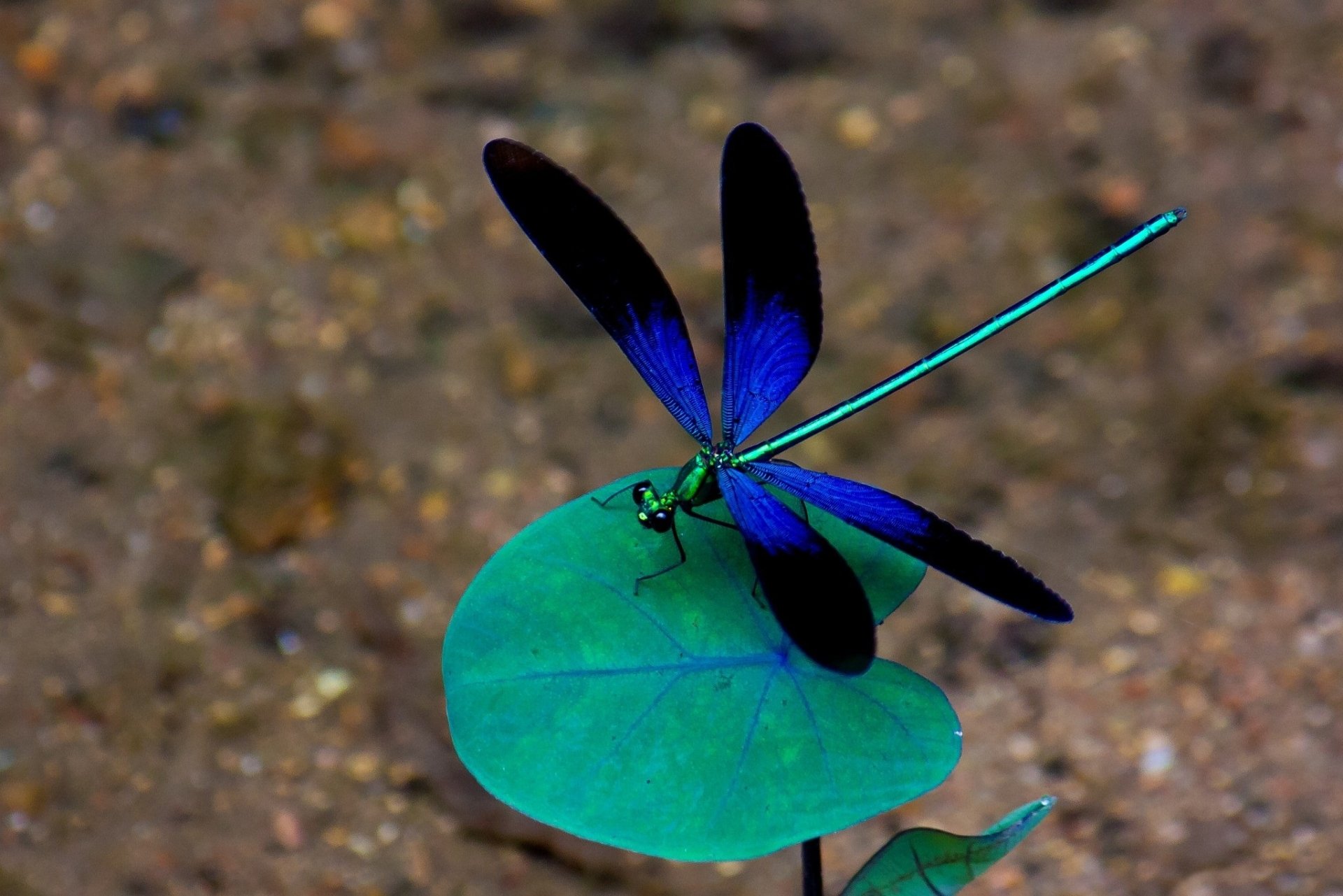 Download Blue Insect Animal Dragonfly HD Wallpaper