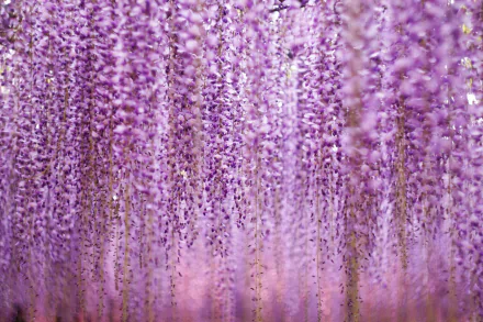 A close-up of cascading purple wisteria flowers with a soft bokeh background, captured in high definition as a nature-themed desktop wallpaper.