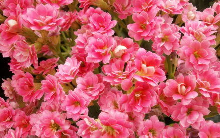  Pink Kalanchoe Flowers