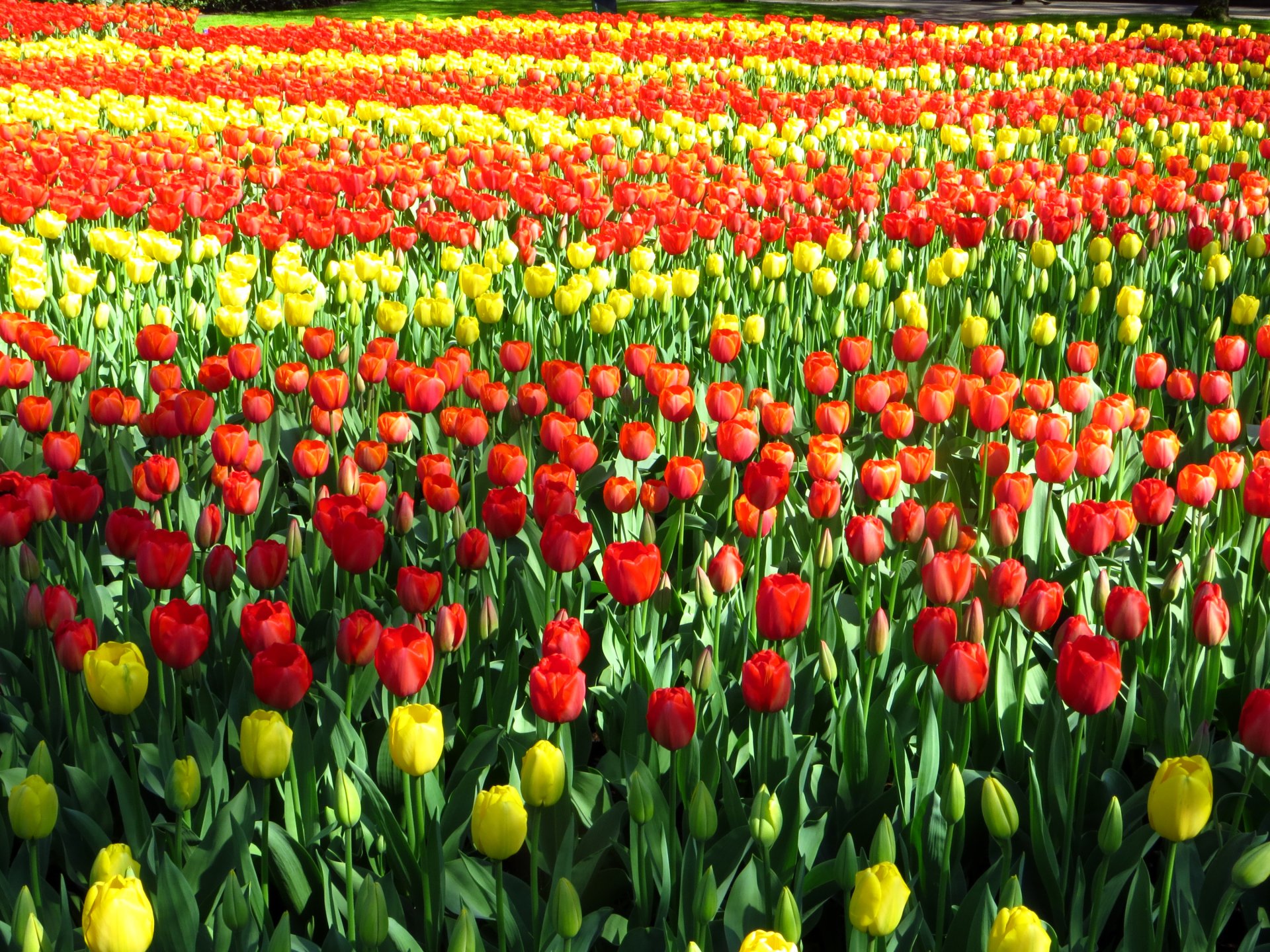 Download Field Nature Yellow Flower Red Flower Flower Tulip HD ...