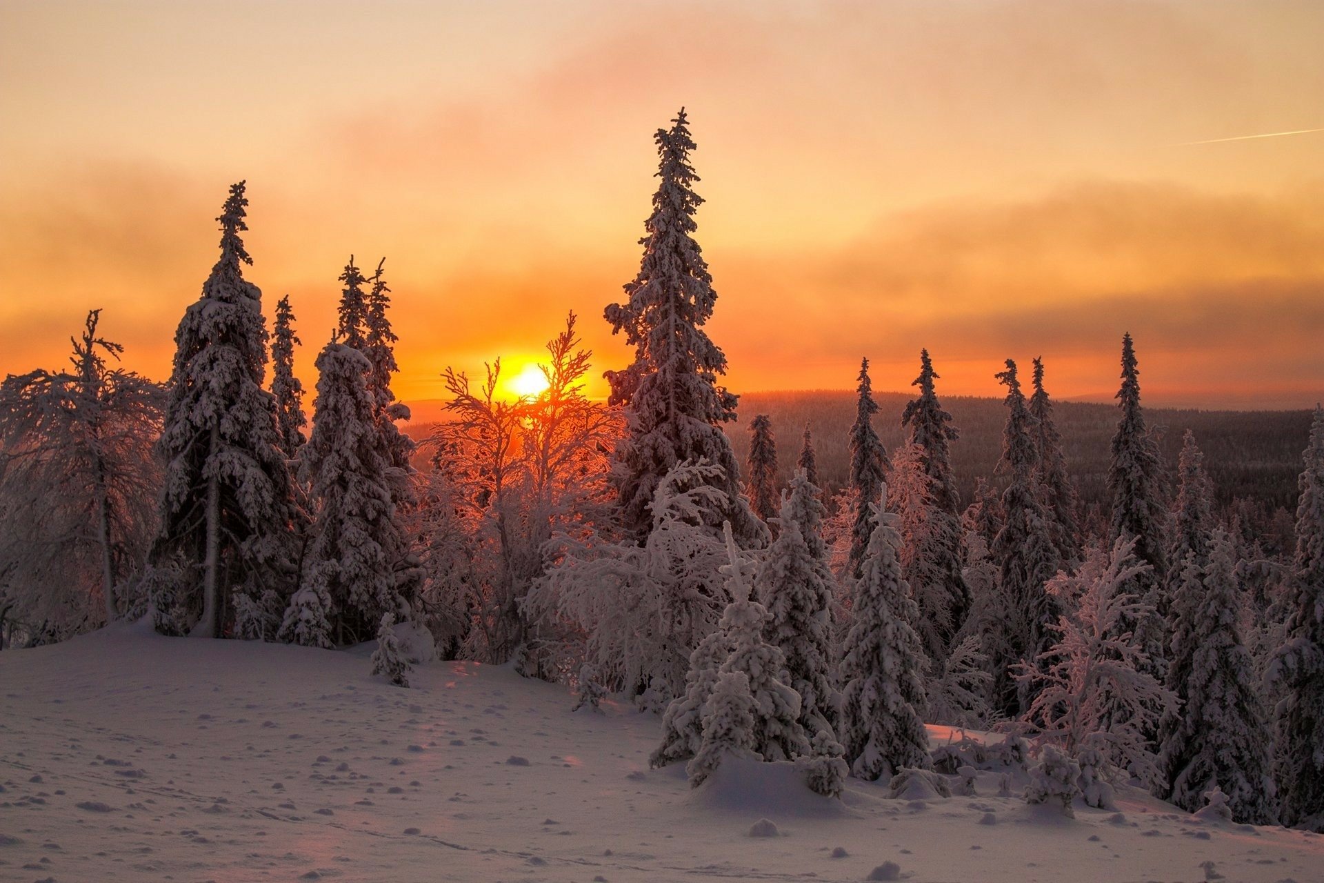 Download Forest Tree Snow Winter Nature Sunset HD Wallpaper