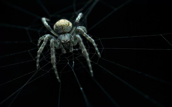 spider web spider Animal HD Desktop Wallpaper | Background Image