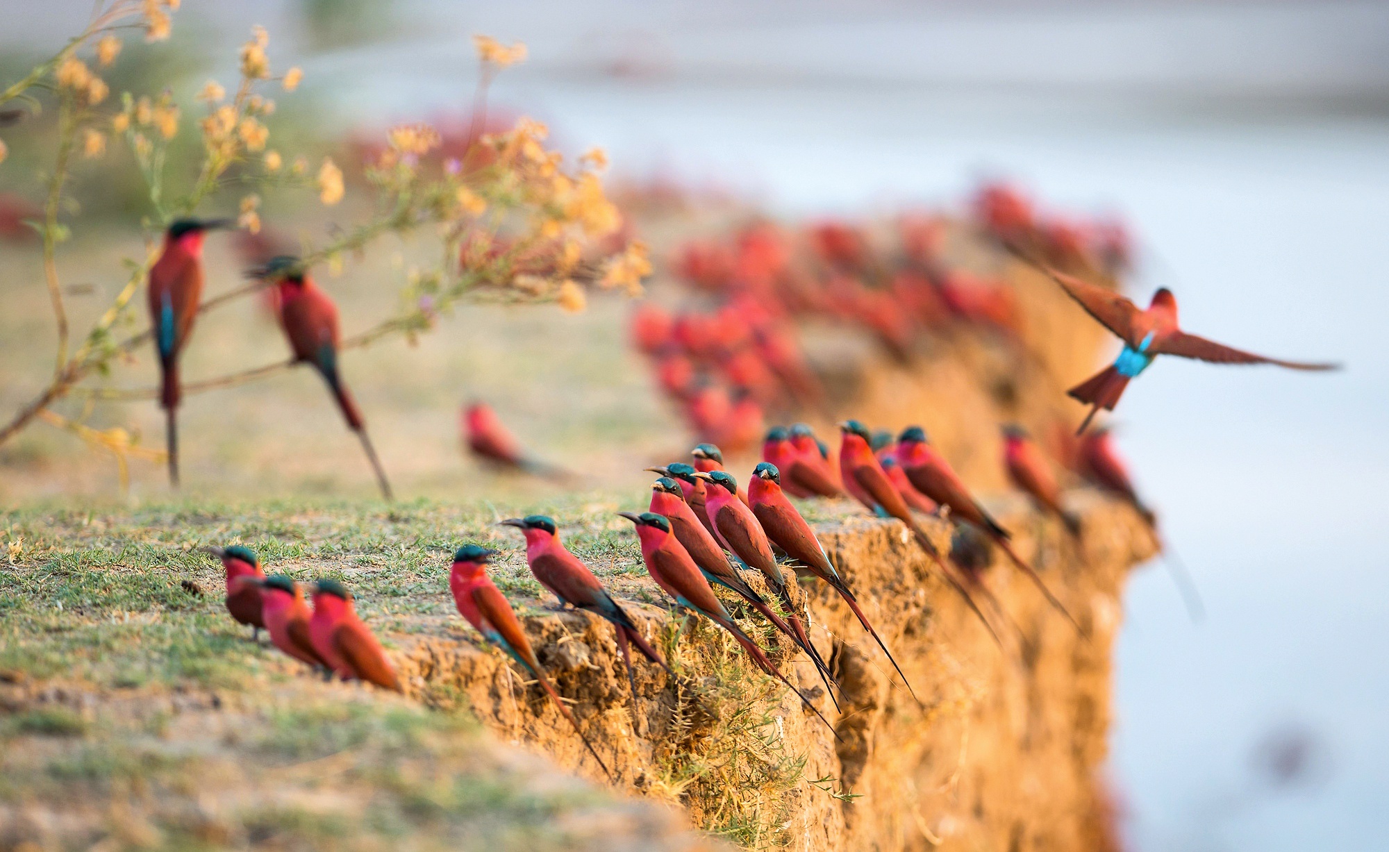 Carmine bee-eaters, South Luangwa, Zambia by Will Burrard-Lucas