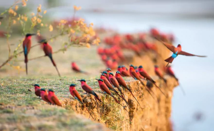 HD PC desktop wallpaper: a flock of vivid Southern Carmine bee-eater birds perched on a riverside cliff, one in flight, soft blurred background.