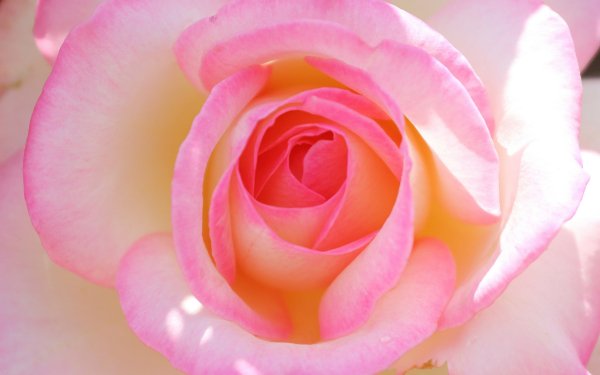 Nature Rose Flowers Flower Pink Flower Macro HD Wallpaper | Background Image
