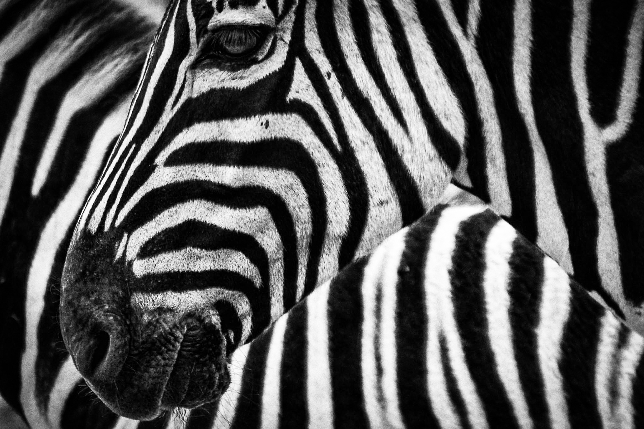zebra wallpaper tumblr
