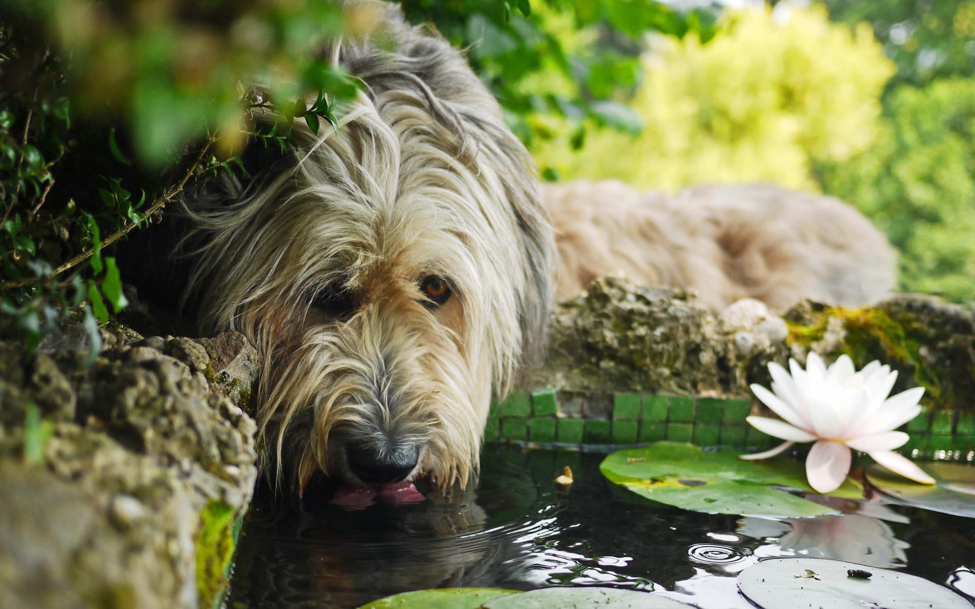 Animal Dog HD Wallpaper | Background Image