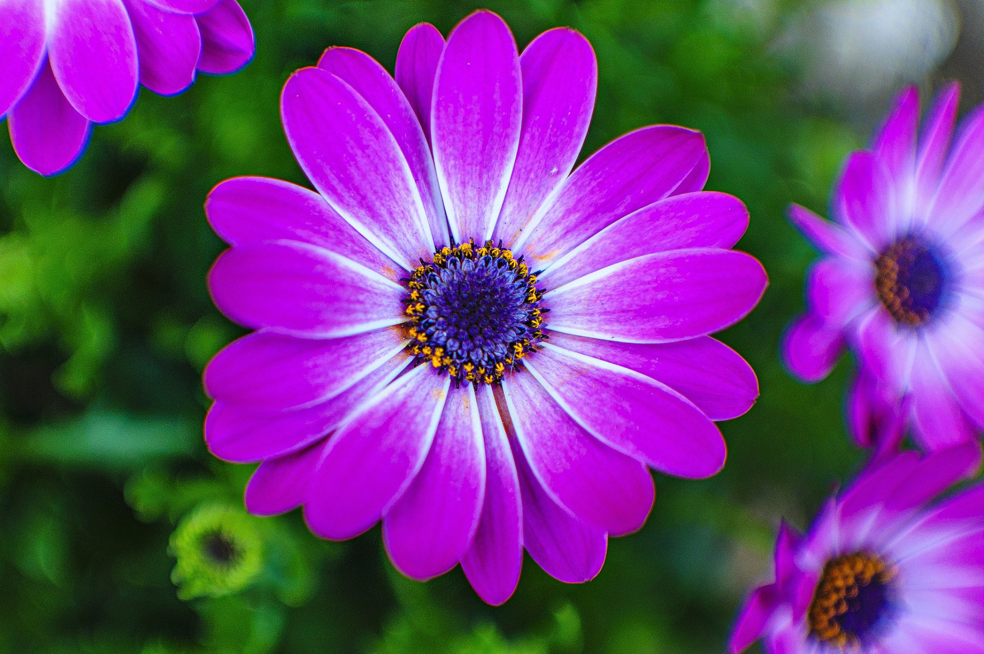 Download Pink Flower Close-up Nature Flower HD Wallpaper