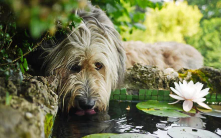 water lily Bergamasco Shepherd Animal dog HD Desktop Wallpaper | Background Image