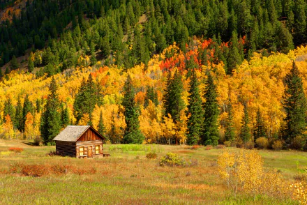  Cabin in Autumn Forest