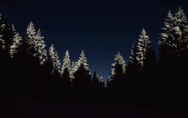 tree pine nature forest HD Desktop Wallpaper | Background Image