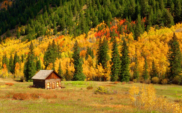  Cabin in Autumn Forest