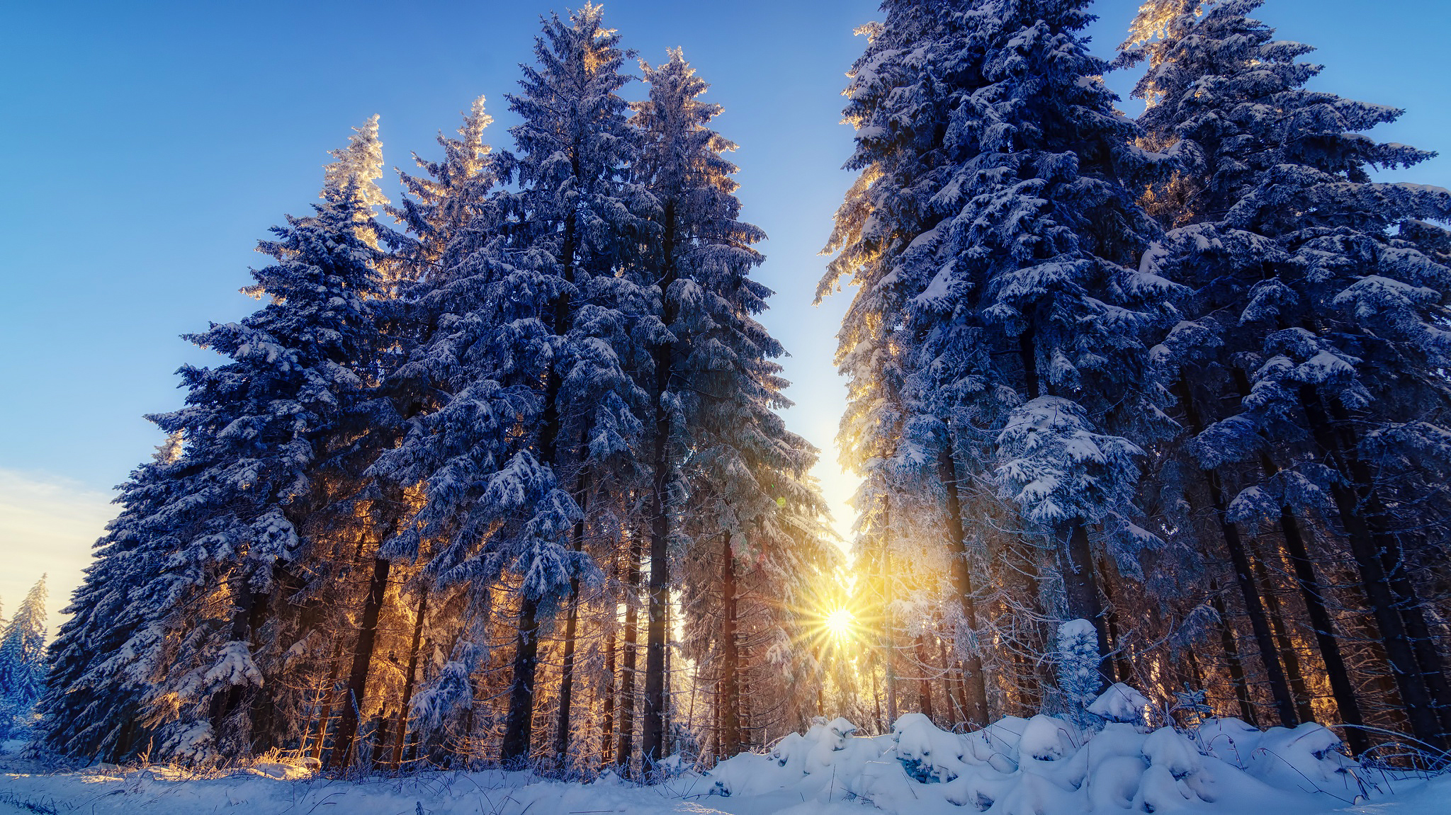 Tall Trees in Winter Forest HD Wallpaper | Background  