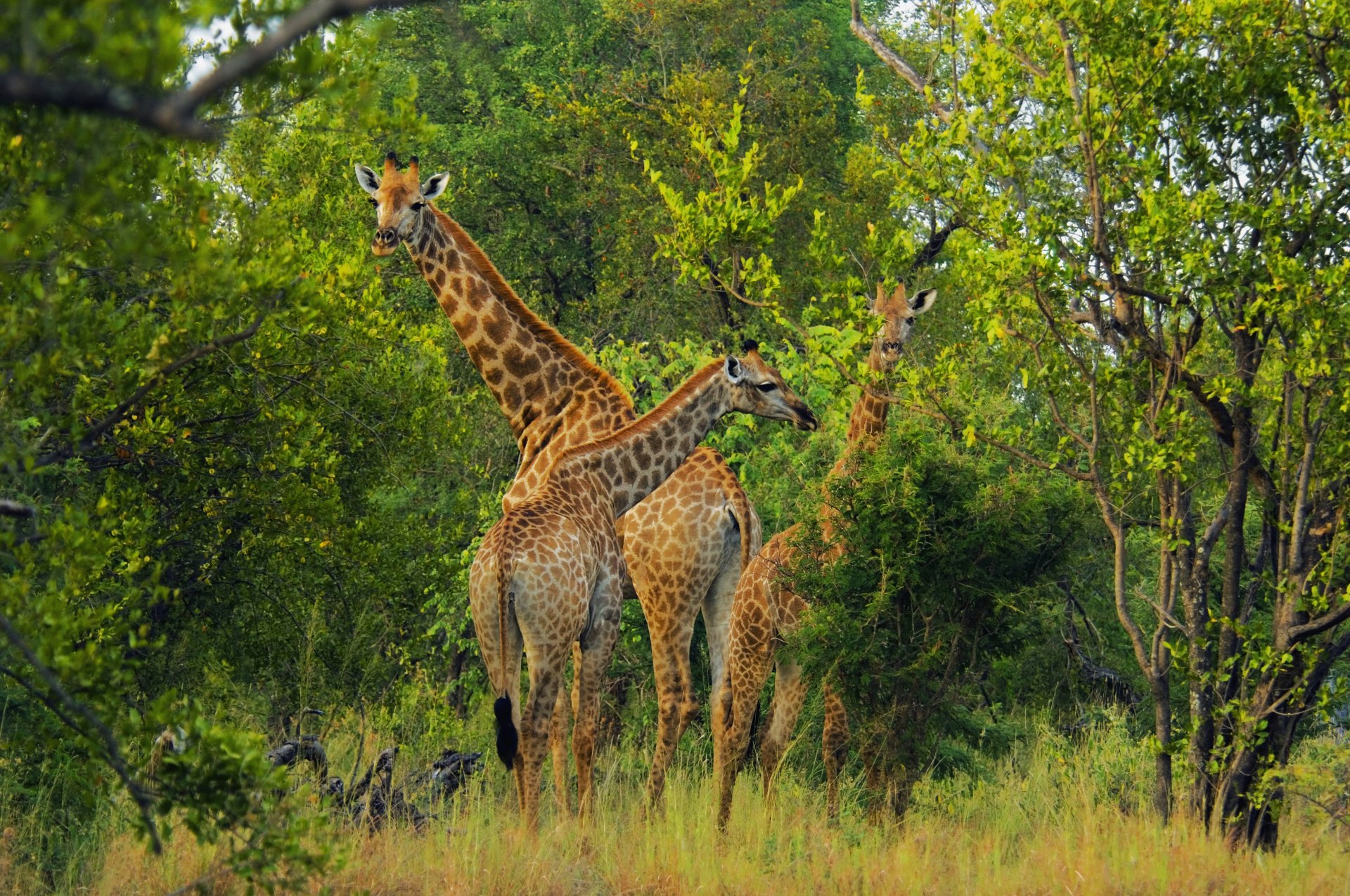 Download Green Tree Forest Animal Giraffe 4k Ultra HD Wallpaper