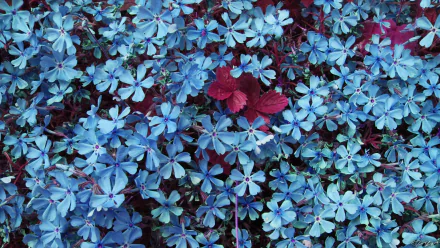  Tiny Blue Flowers