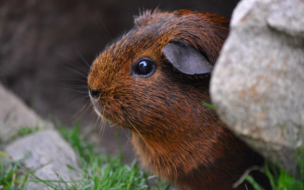 Close-up of a brown guinea pig rodent peeking out from behind a rock, captured in sharp detail for a 4K Ultra HD PC desktop wallpaper background.