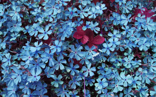  Tiny Blue Flowers