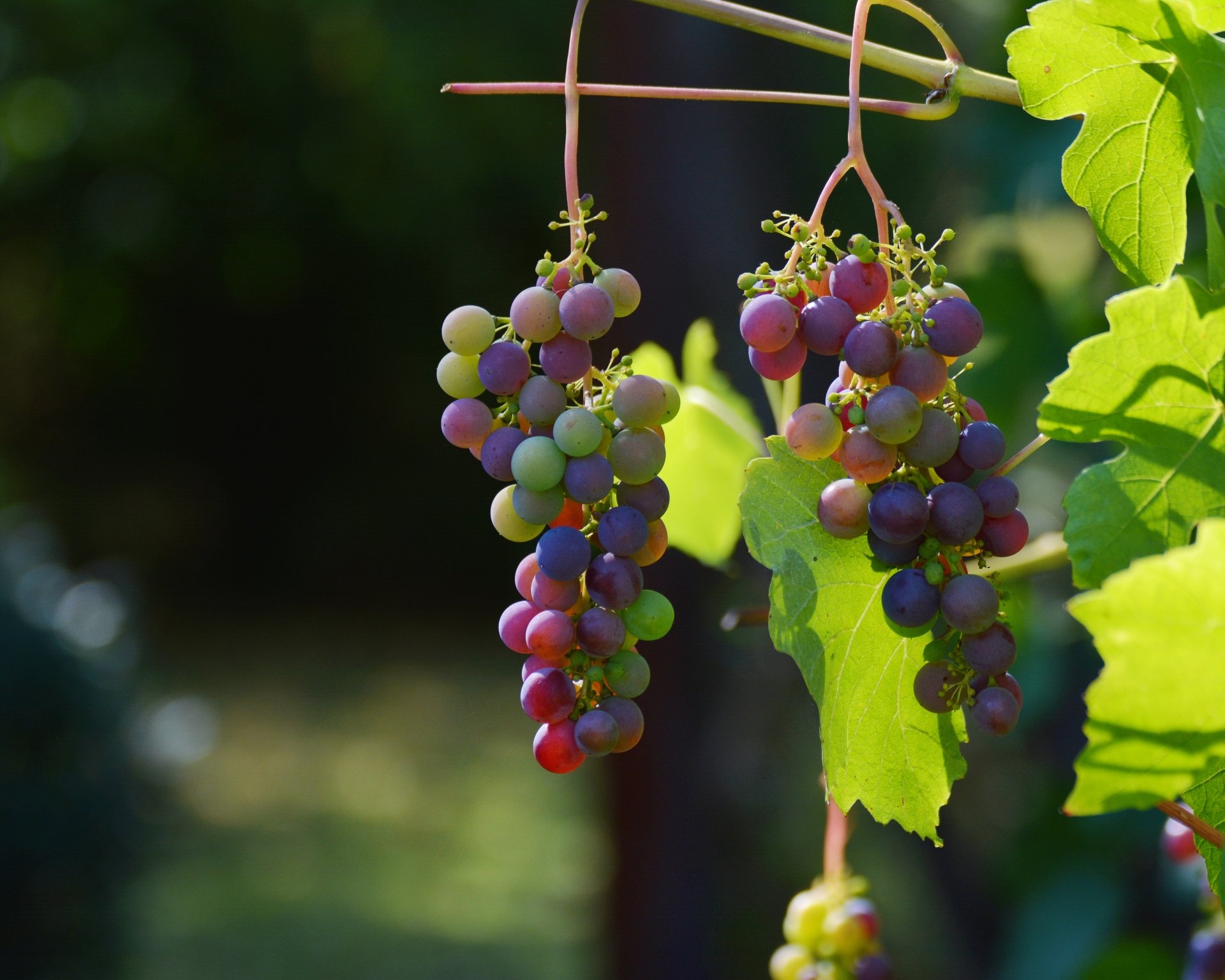 4K Ultra HD PC desktop wallpaper and background of multicolored grapes on a sunlit vine, vibrant fruit with glossy skins and green leaves.