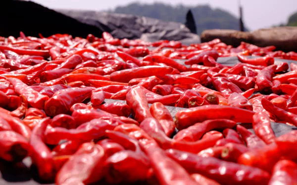 food pepper HD Desktop Wallpaper | Background Image