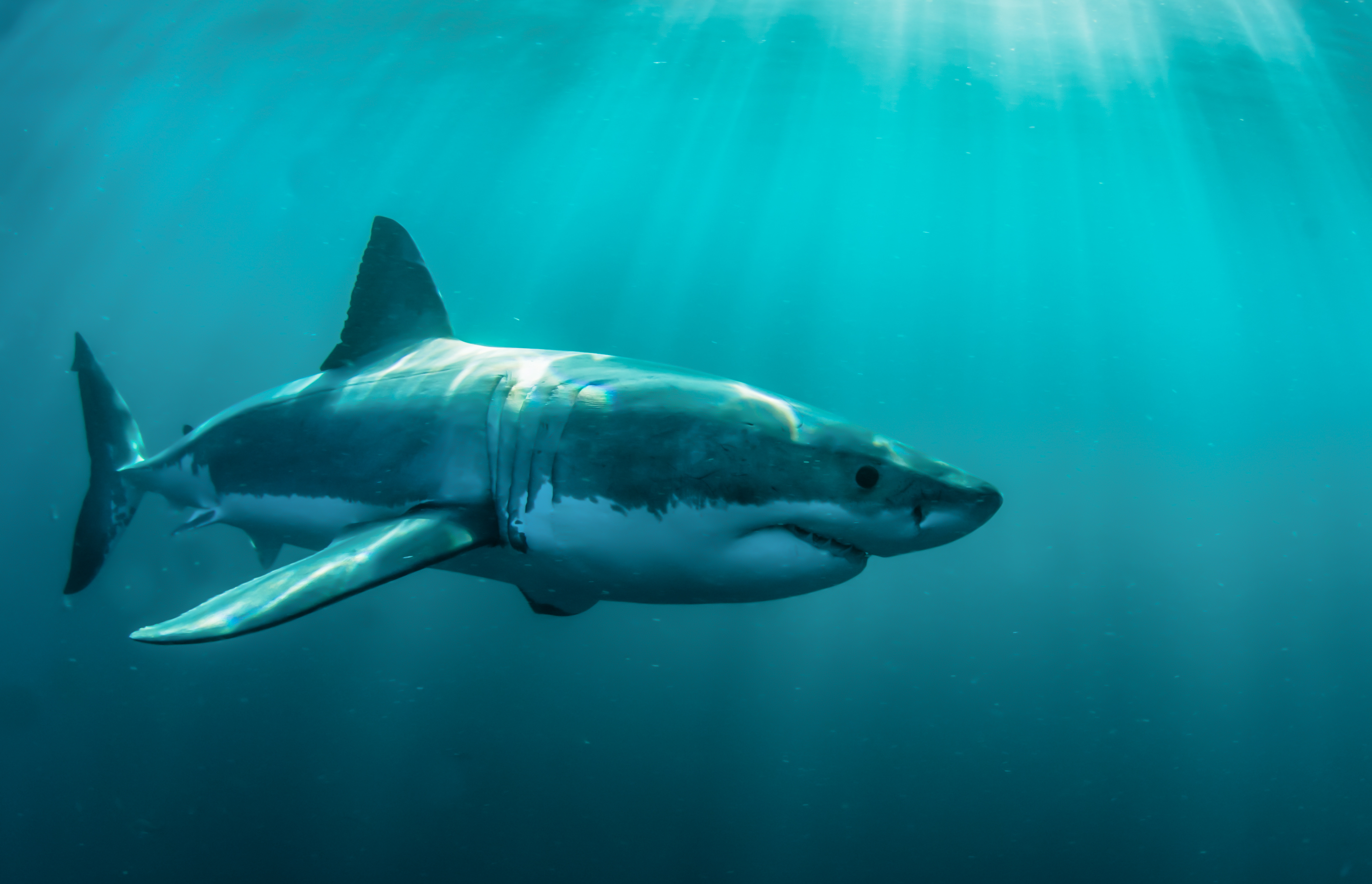 Download Underwater Animal Shark HD Wallpaper Download Underwater Animal Shark HD Wallpaper