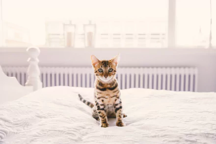 kitten cat Animal bengal cat HD Desktop Wallpaper | Background Image