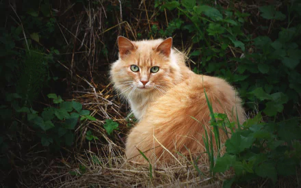 fluffy Animal cat HD Desktop Wallpaper | Background Image