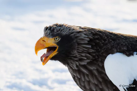bird of prey eagle Animal Steller's Sea Eagle HD Desktop Wallpaper | Background Image