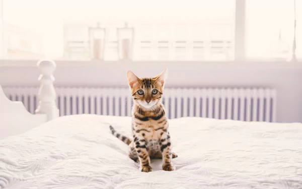 HD desktop wallpaper featuring a Bengal kitten with striking patterns sitting on a white bed in a softly lit room.