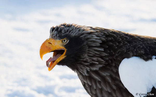bird of prey eagle Animal Steller's Sea Eagle HD Desktop Wallpaper | Background Image