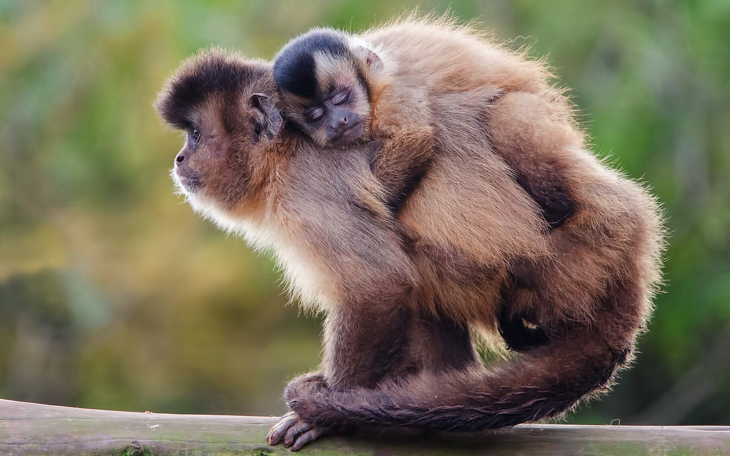 capuchin monkey smile