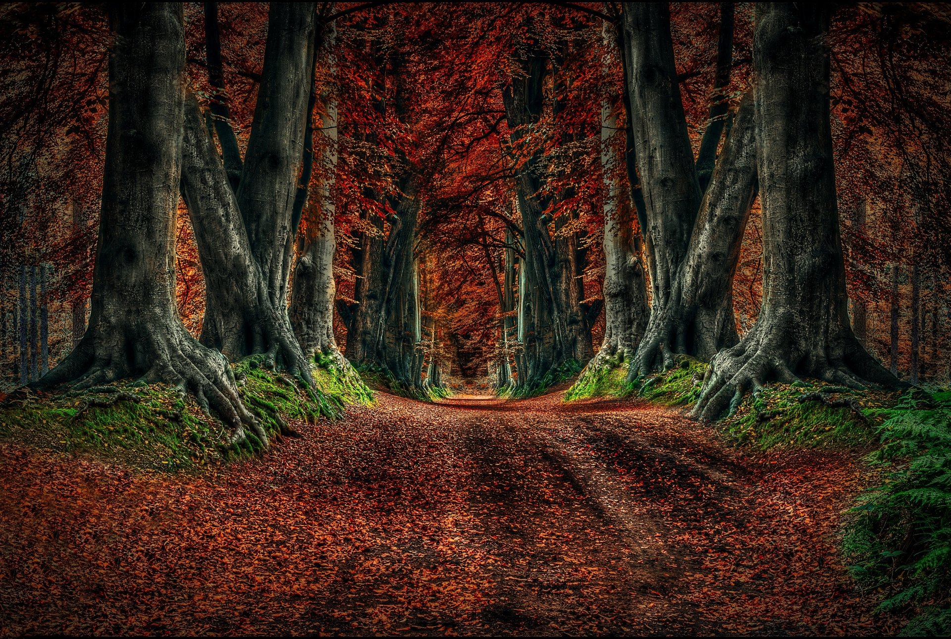 A serene dirt road meanders through a vibrant autumn forest, surrounded by tall trees clad in rich red and orange foliage, capturing the essence of fall in nature.