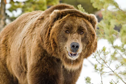 Animal bear HD Desktop Wallpaper | Background Image