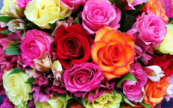 Nature Rose Flowers Flower Colors Colorful Pink Flower Yellow Flower Red Flower HD Wallpaper | Background Image