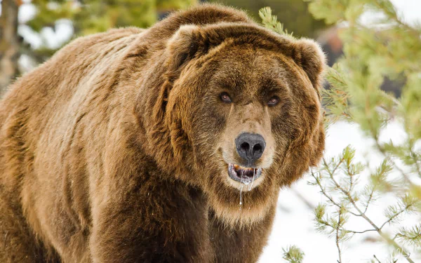 Animal bear HD Desktop Wallpaper | Background Image