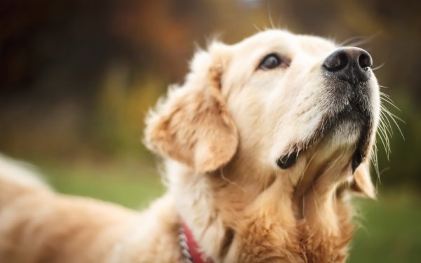 Animal Golden Retriever Dogs Dog Muzzle HD Wallpaper | Background Image