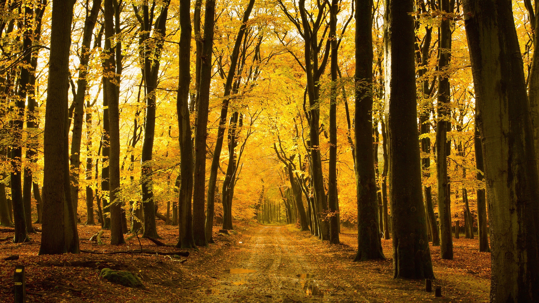 Download Dirt Road Tree Fall Nature Forest HD Wallpaper