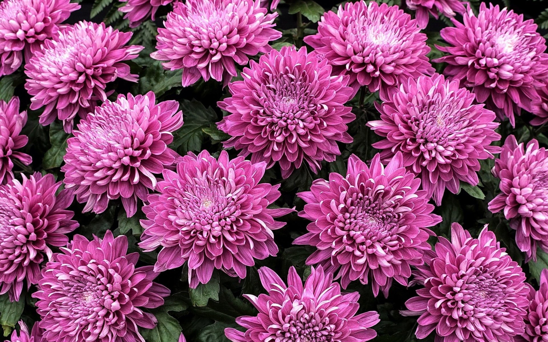 Download Purple Flower Flower Nature Chrysanthemum HD Wallpaper