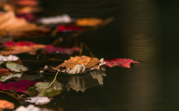 Nature Leaf Fall Reflection Water HD Wallpaper | Background Image