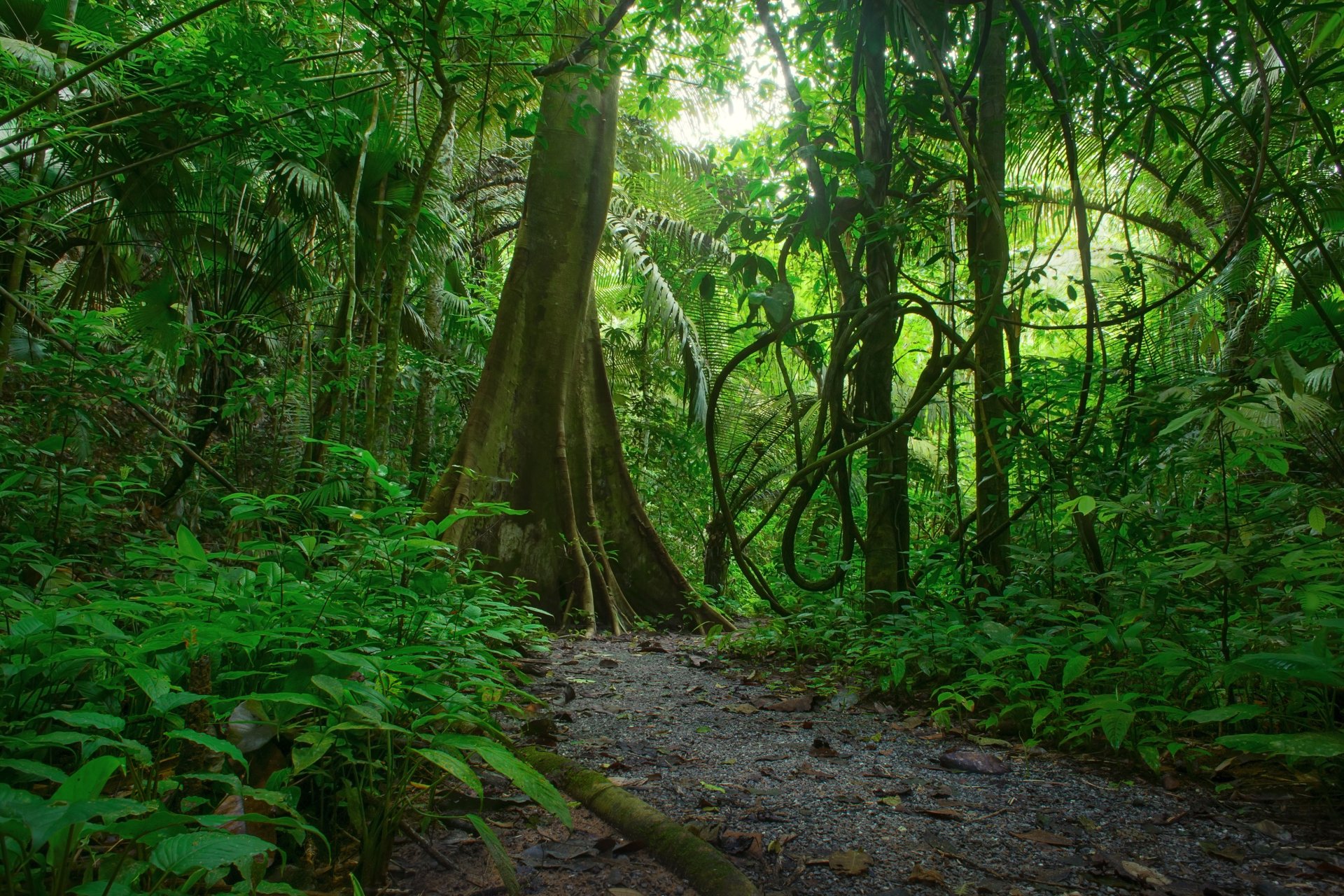 Nature Jungle 4k Ultra HD Wallpaper