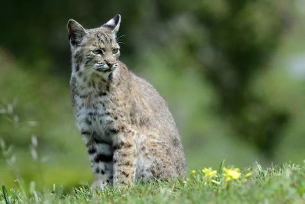 depth of field Animal lynx HD Desktop Wallpaper | Background Image