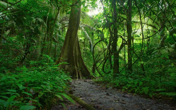 Earth Jungle Forest Nature Path Tree Greenery HD Wallpaper | Background Image