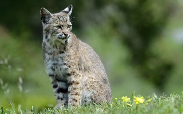depth of field Animal lynx HD Desktop Wallpaper | Background Image