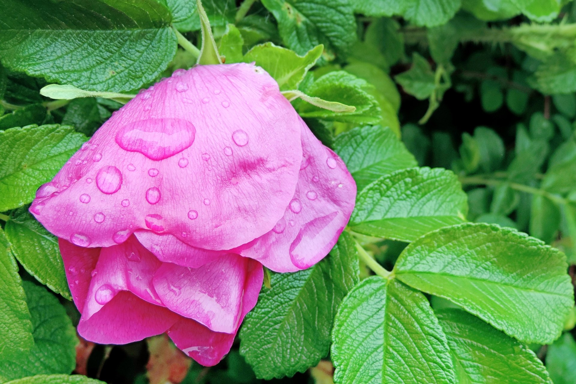 Download Pink Flower Leaf Nature Water Drop Flower Rose 4k Ultra HD ...