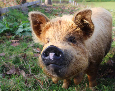 HD desktop wallpaper featuring a close-up of a pig standing on grassy ground. The pig's curious expression and the lush background create a charming and naturalistic scene.