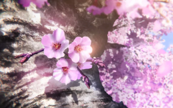 Anime HD PC desktop wallpaper for Beautiful Bones: Sakurako's Investigation — close-up of pink cherry blossoms on a textured tree trunk with soft bokeh and pastel sky background.