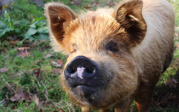 HD desktop wallpaper featuring a close-up of a pig standing on grassy ground. The pig's curious expression and the lush background create a charming and naturalistic scene.