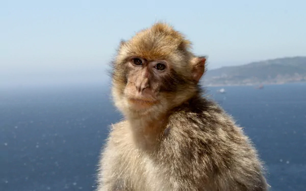 primate Animal monkey HD Desktop Wallpaper | Background Image