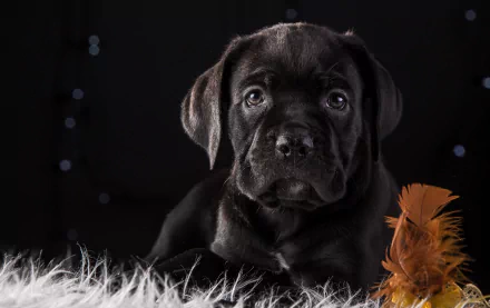 baby animal puppy dog muzzle Animal Cane Corso HD Desktop Wallpaper | Background Image